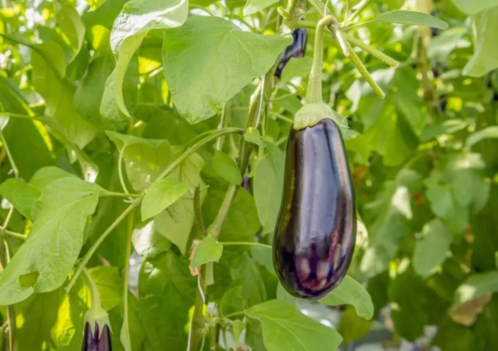 Odlingsråd för att odla aubergine