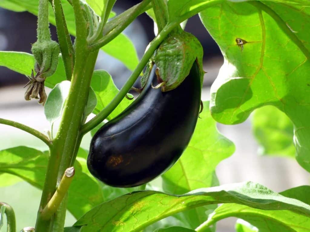 Odling av auberigine, närbild på mogen mörkt lilabrun aubergine på aubergineplanta