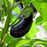 Odling av auberigine, närbild på mogen mörkt lilabrun aubergine på aubergineplanta