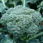 Odling av broccoli, skördeklart broccolihuvud på planta