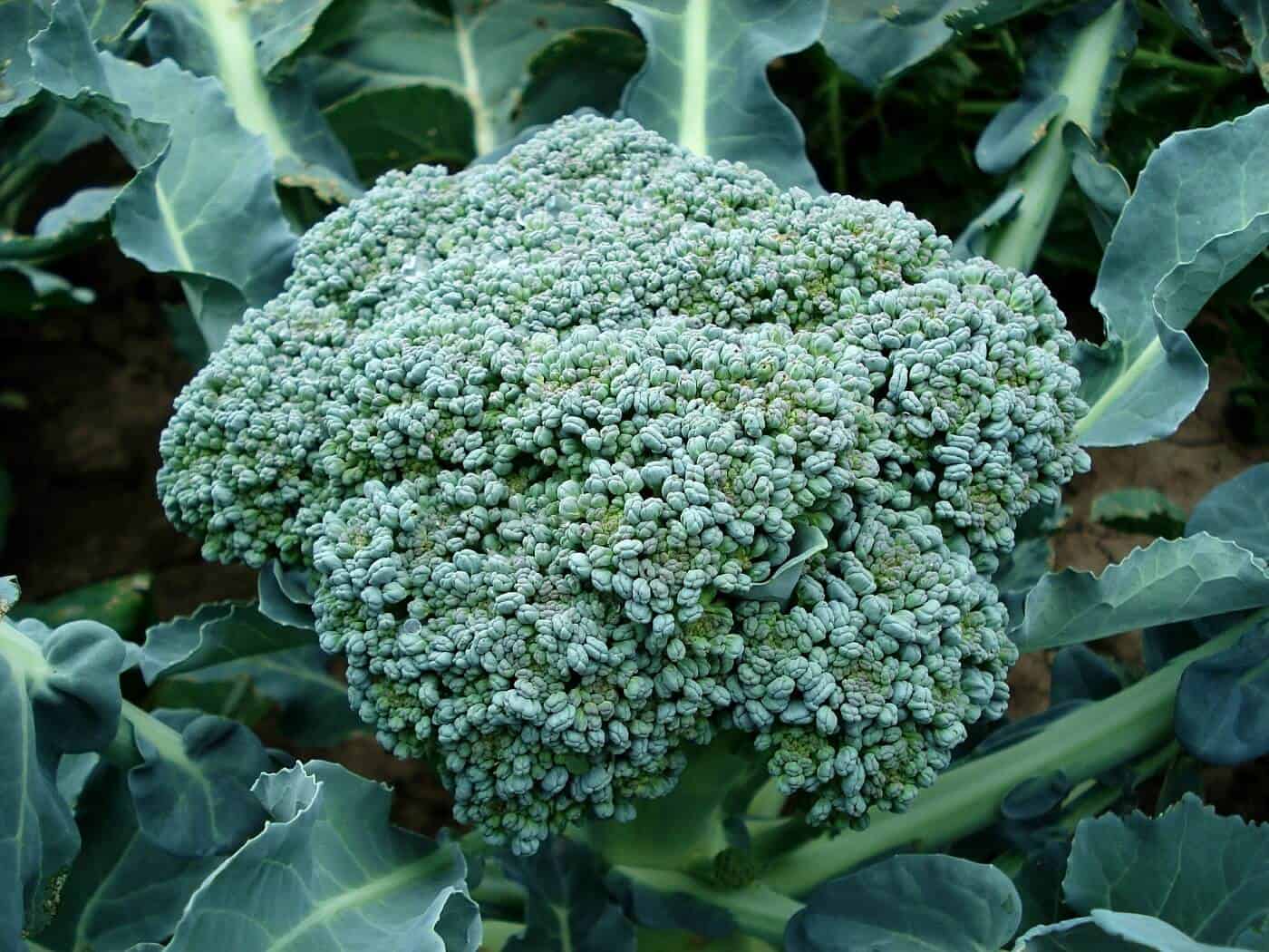 Läs mer om artikeln Broccoli