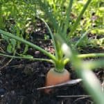Odling av morot, tidiga morötter i jorden i närbild