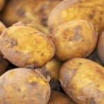Odling av sen potatis, närbild på flera tidiga potatisar