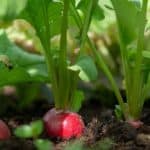 Odling av rädisa, röda rädisor på rad i jorden