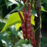 Odling av spritböna, rödvita spritbönor som växter på en uppbunden planta