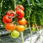 Odling av högväxande tomater i rad i växthus med röda, orange och gröna tomater