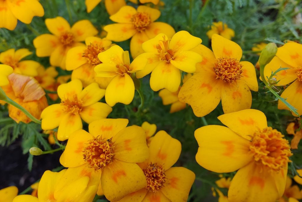 växter med ätbara blommor