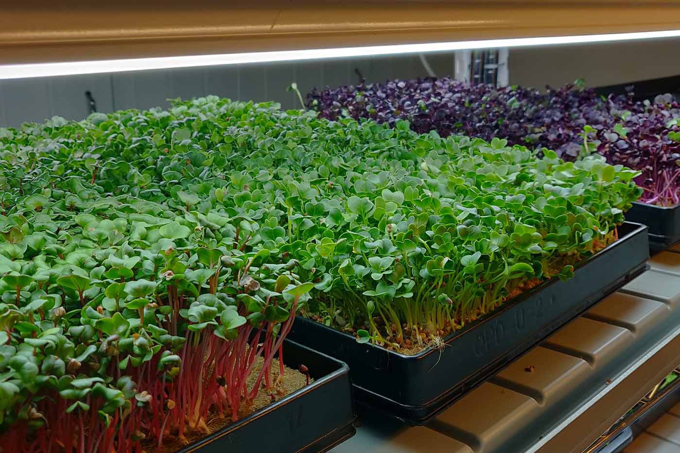 Läs mer om artikeln Att odla mikrogrönt – allt du behöver veta för att sätta igång