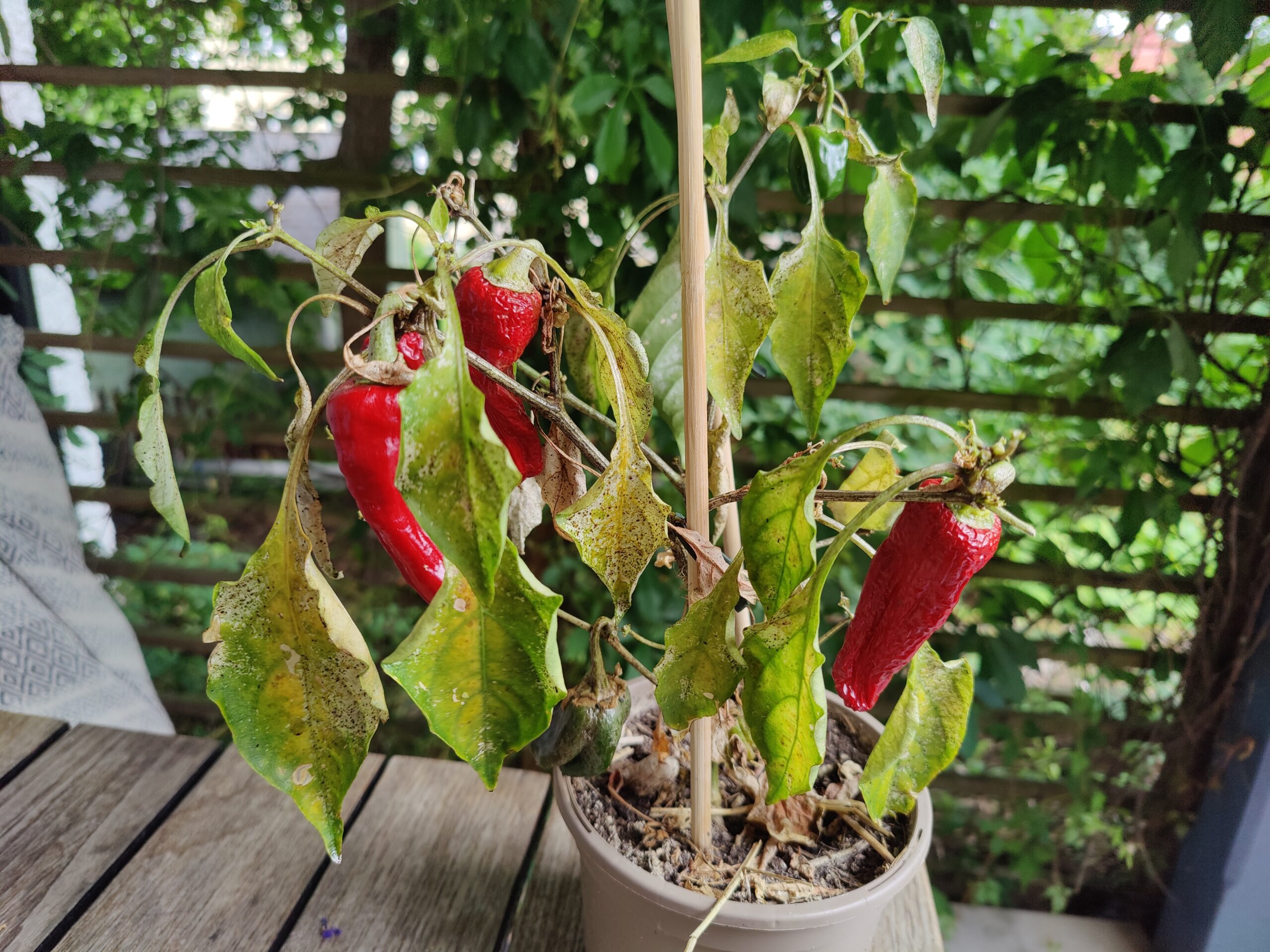 Läs mer om artikeln Sommar – 2. Hur mår grönsakerna i köksträdgården?