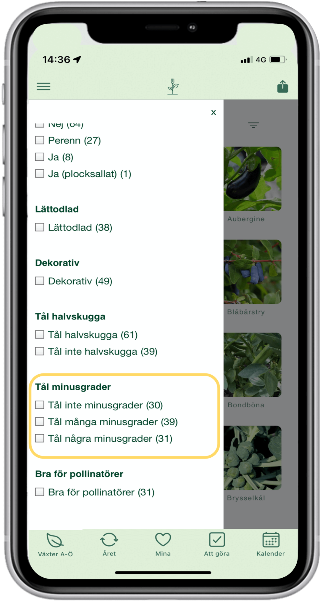 Grönsaker som tål minusgrader, lite kyla och inga minusgrader alls