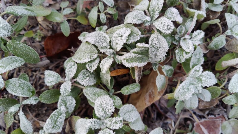 Första frost - salvia med frost