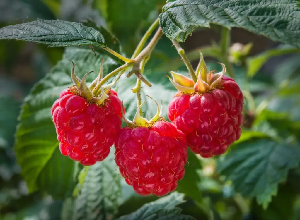 odlingsråd för att odla hallon