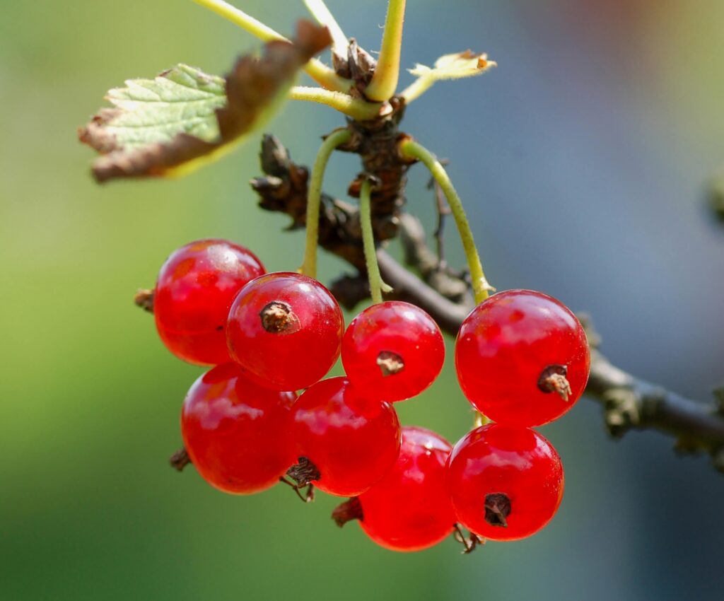 Odlingsråd för att odla vinbär
