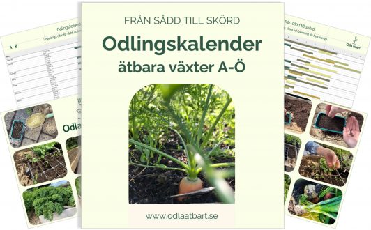 Bild Odlingskalender