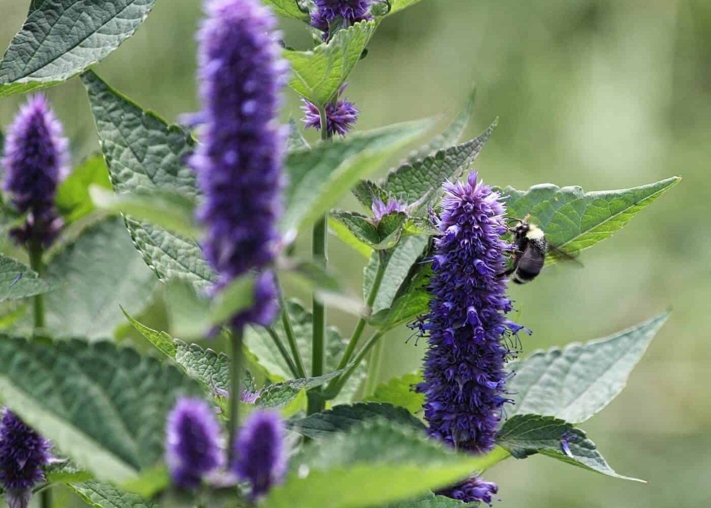 anisisop Odling av anisisop, närbild på lilablå blommor av anisisop med humla som samlar nektar