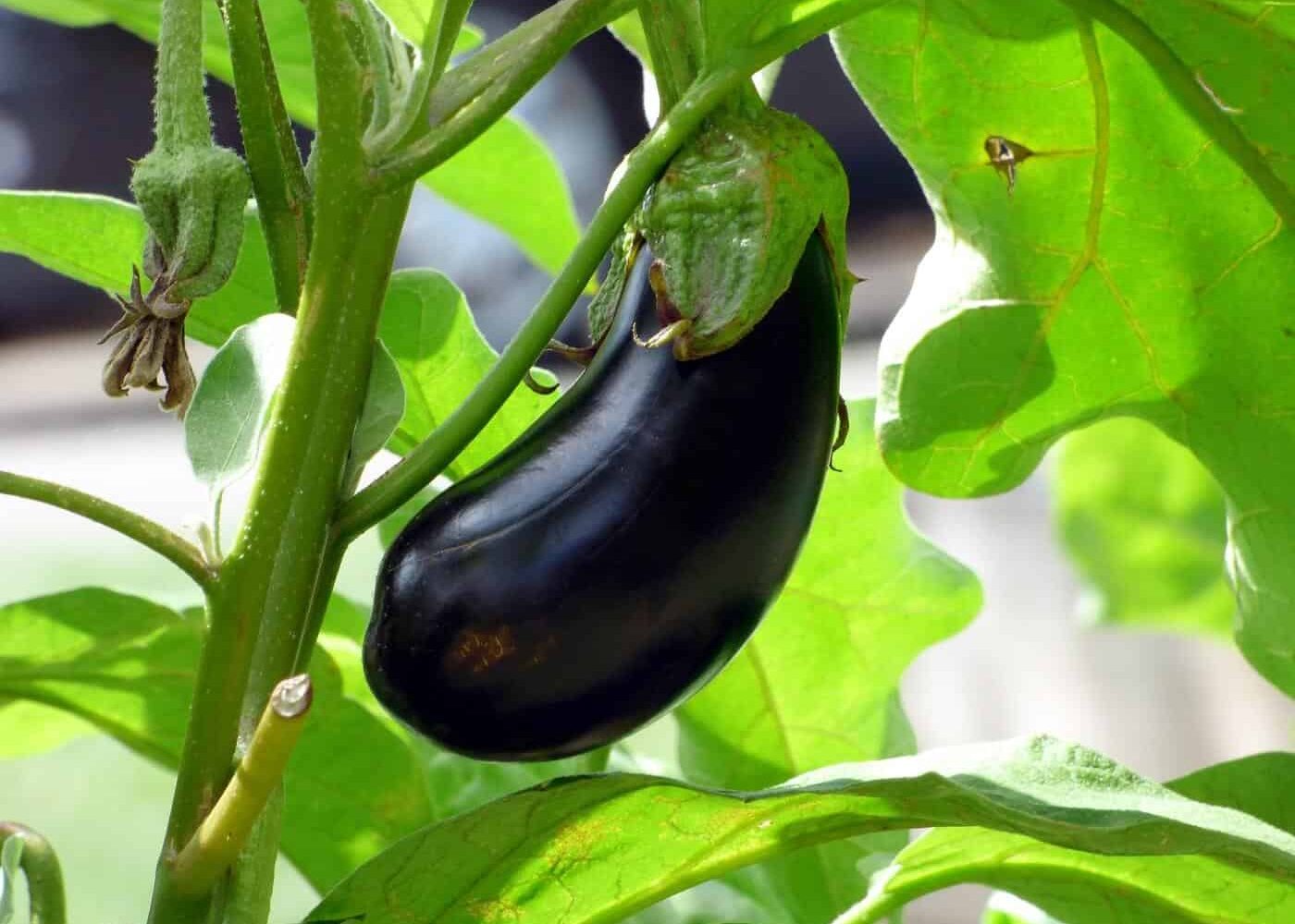 aubergine Odling av auberigine, närbild på mogen mörkt lilabrun aubergine på aubergineplanta