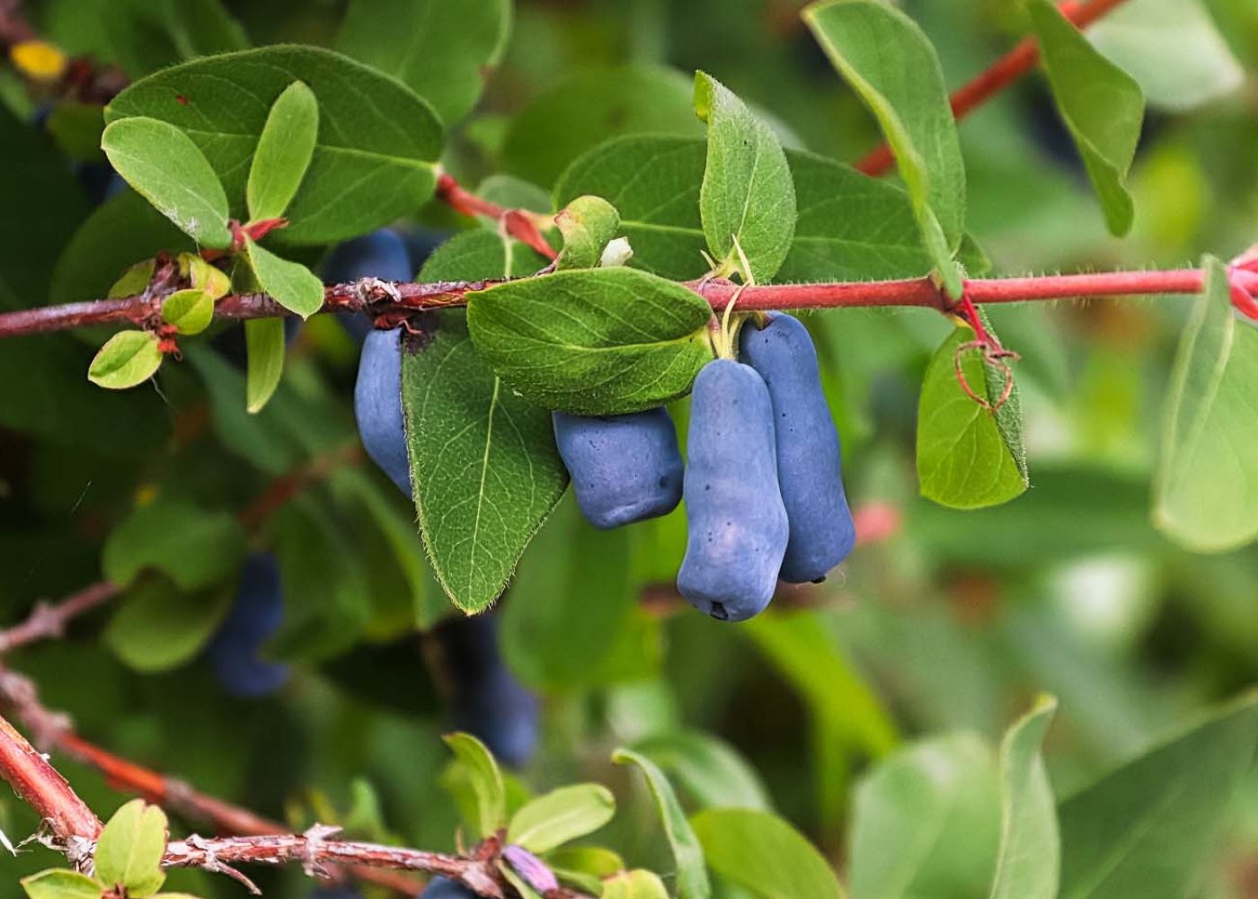 Mogna bär av blåbärstry på gren