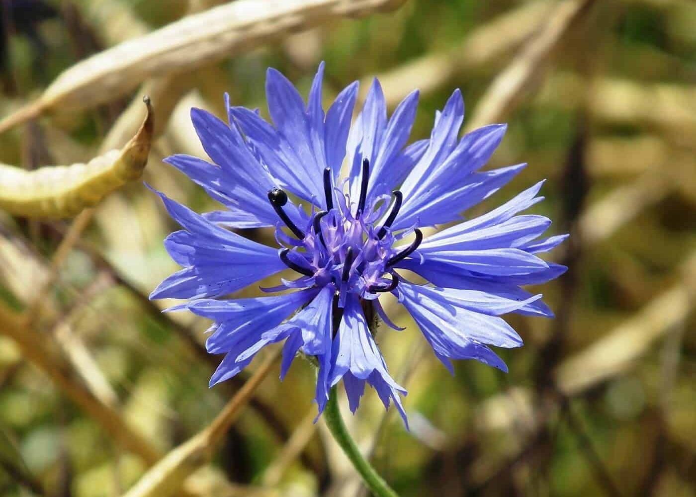 blaklint Odling av blåklint, närbild på lilablå blåklintsblomma