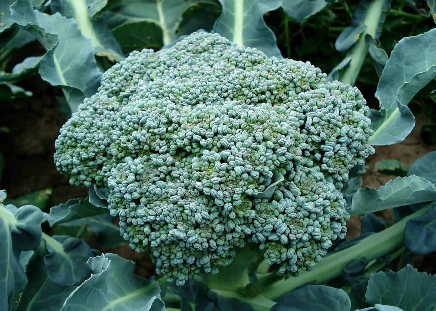 Odling av broccoli, skördeklart broccolihuvud på planta