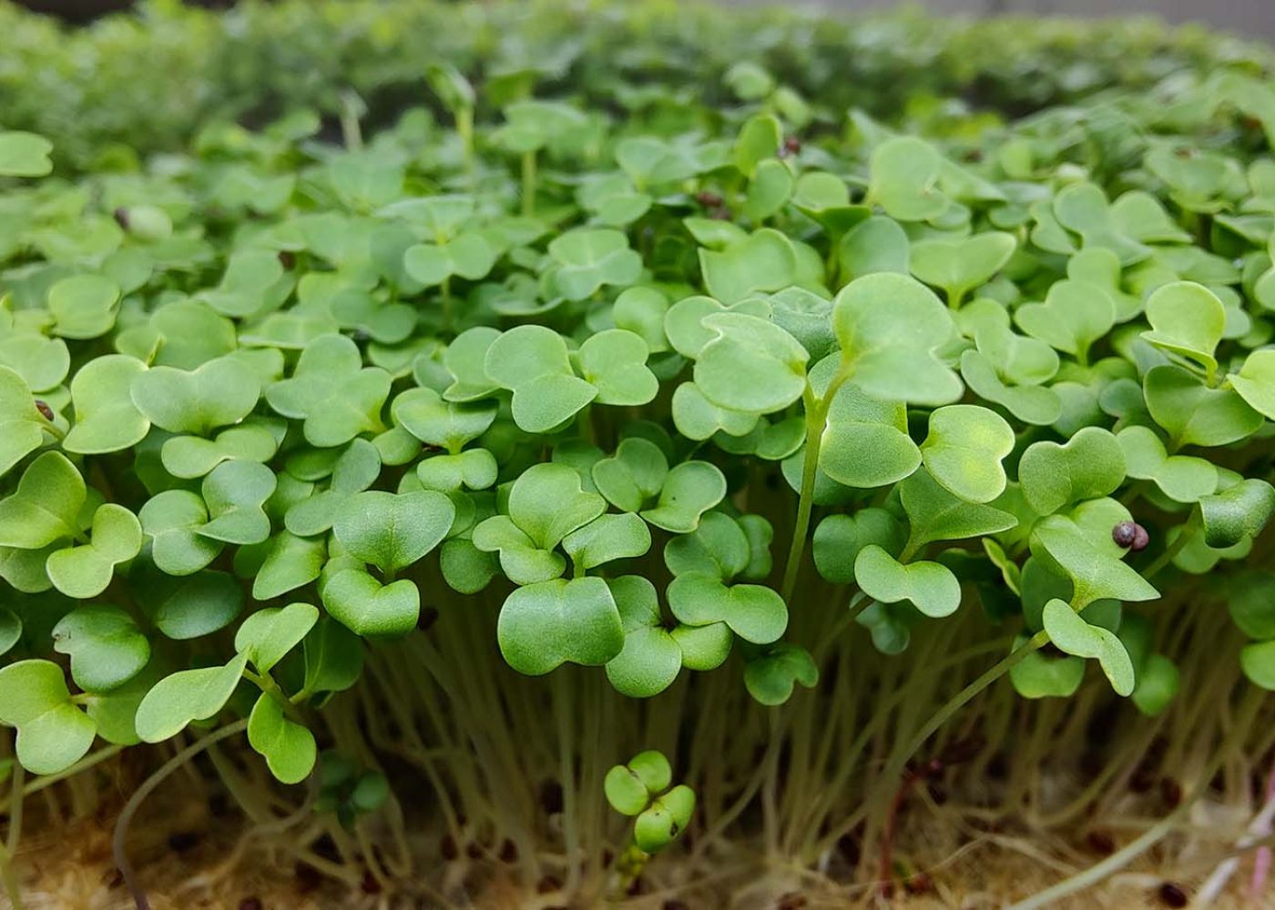 Odling av broccoliskott som mikrogrönt