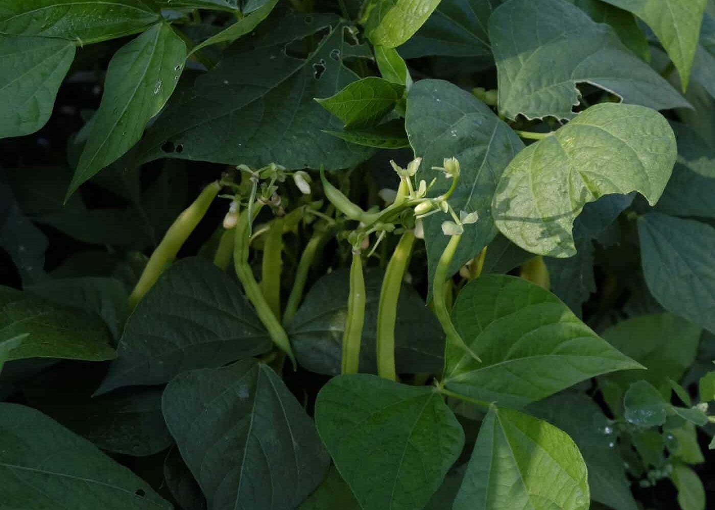 brytbona-busk Odling av brytböna, planta med skördeklara buskbrytbönor