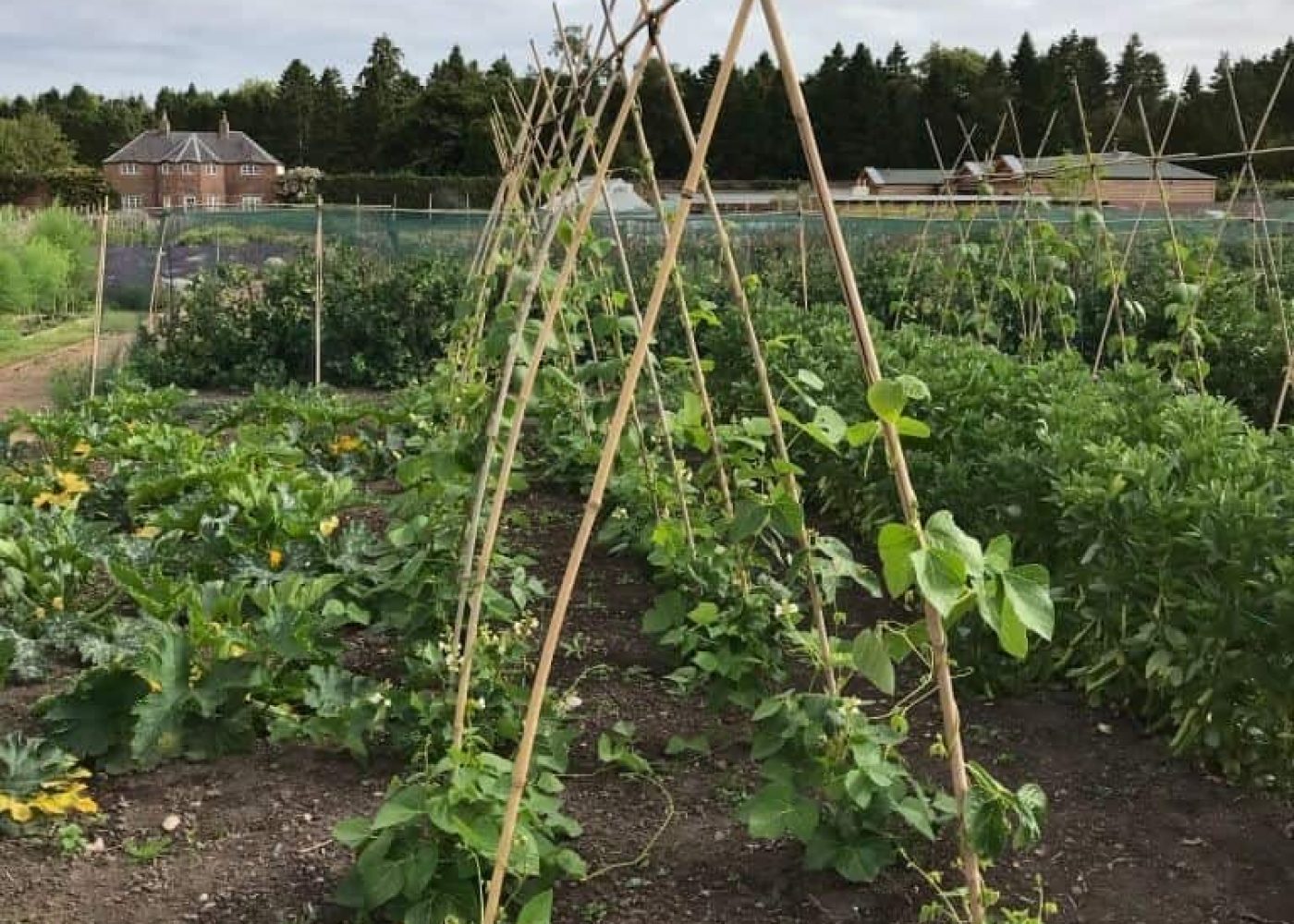 brytbona-stor Odling av brytböna, små plantor av störbrytbönor på väg att växa upp utefter växtstöd
