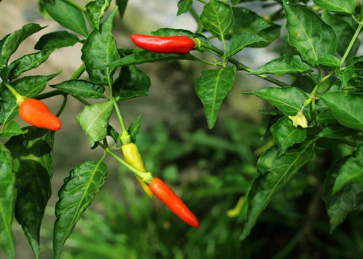 chili Odling av chili, närbild på röda, gula och orange chilifrukter på chiliplanta