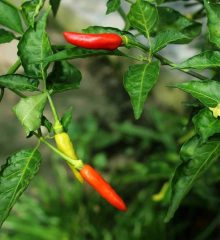 Odling av chili, närbild på röda, gula och orange chilifrukter på chiliplanta