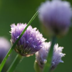 chives-g68517476a_1920