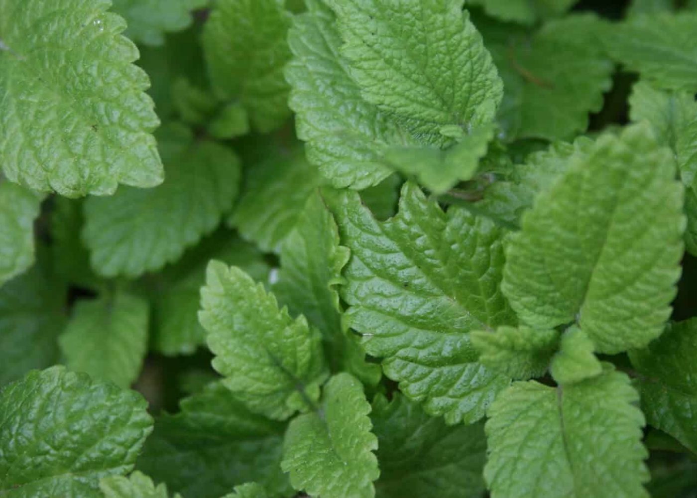 citronmeliss Odling av citronmeliss, närbild på blad av citronmeliss