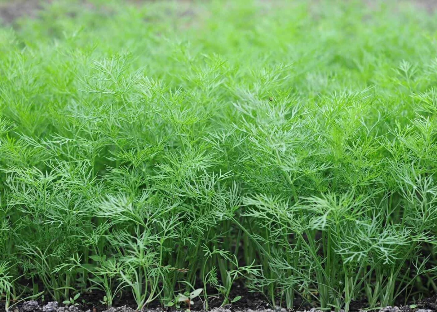 dill Odling av dill, dillplantor i jorden