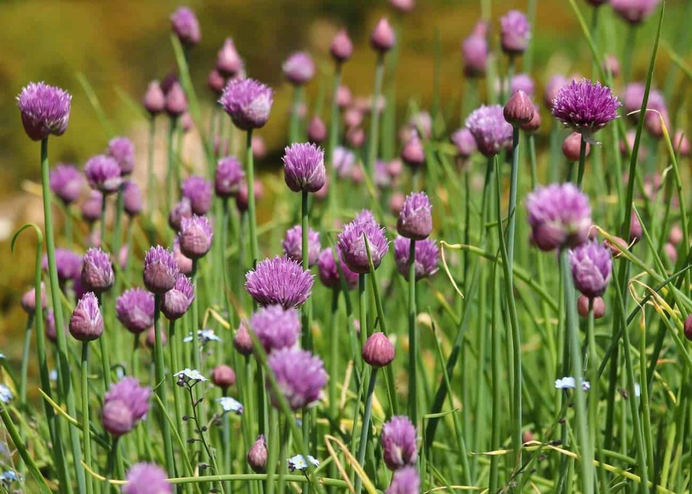 Odling av gräslök, lilarosa gräslöksblommor på gräslöksstjälkar