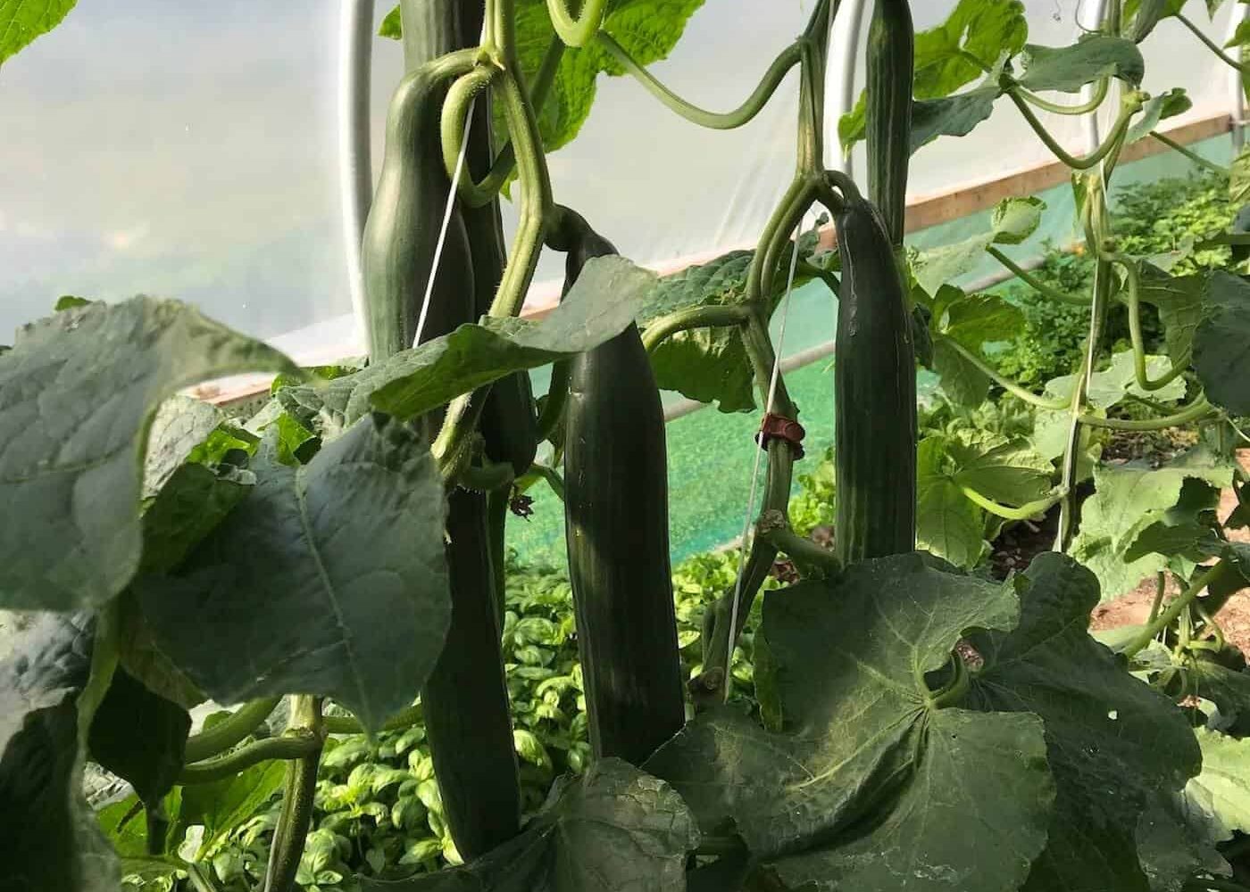 gurka-vaxthus Odling av gurka, skördeklara gurkor på plantor i rad i växthus