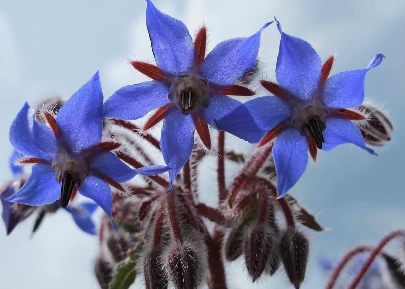 Odling av gurkört, närbild på blå gurkörtsblommor och blomknoppar