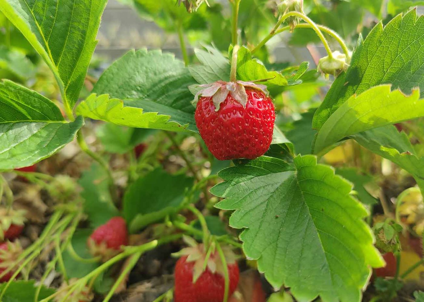 jordgubbar Jordgubbar på planta