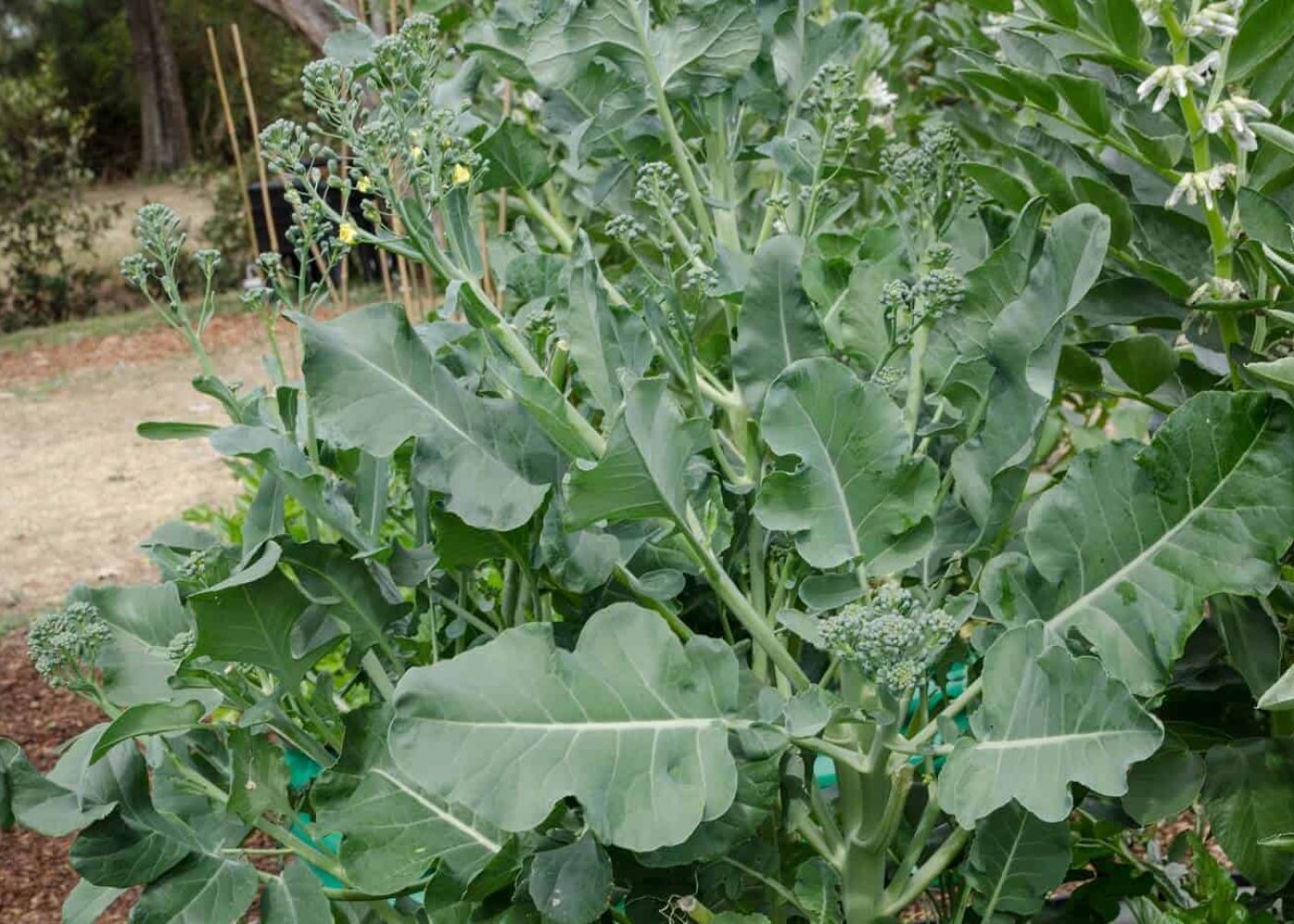 kinesisk-broccoli Odling av kinesisk broccoli, planta av kinesisk broccoli med blad och gröna skördeklara blomknoppar