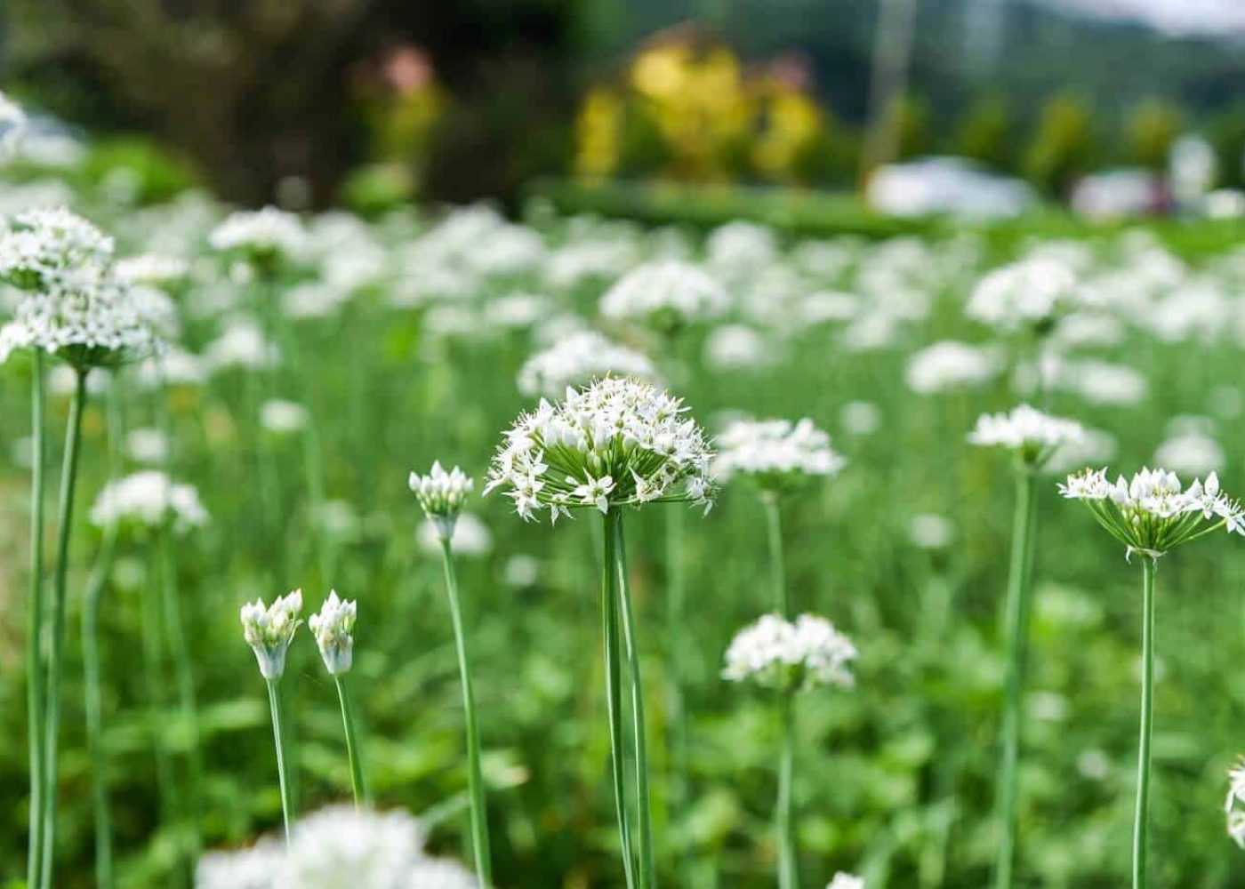 kinesisk-graslok Odling av kinesisk vitlök, närbild på den kinesiska vitlökens vita blommor mot bagrund av fält med stjälkar av kinesisk vitlök