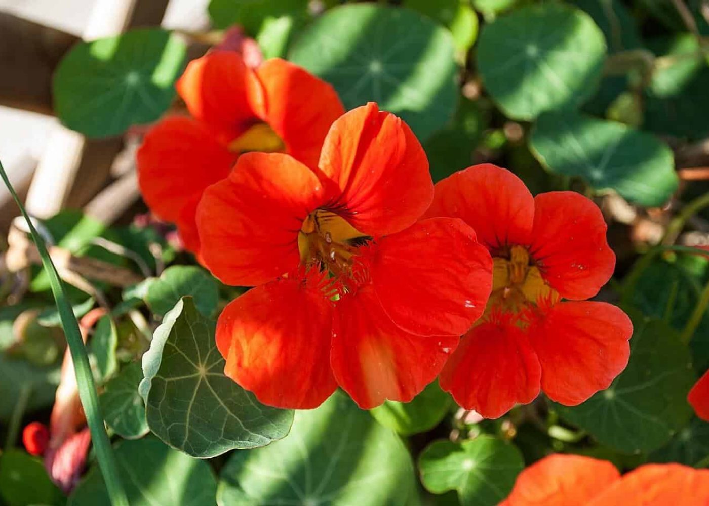 krasse Odling av krasse, närbild på rödorange krasseblommor mot bakgrund av mörkgröna krasseblad