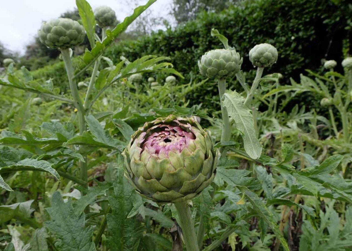 kronartskocka Odling av kronärtskocka, kronärtskocksplantor med blomma i närbild