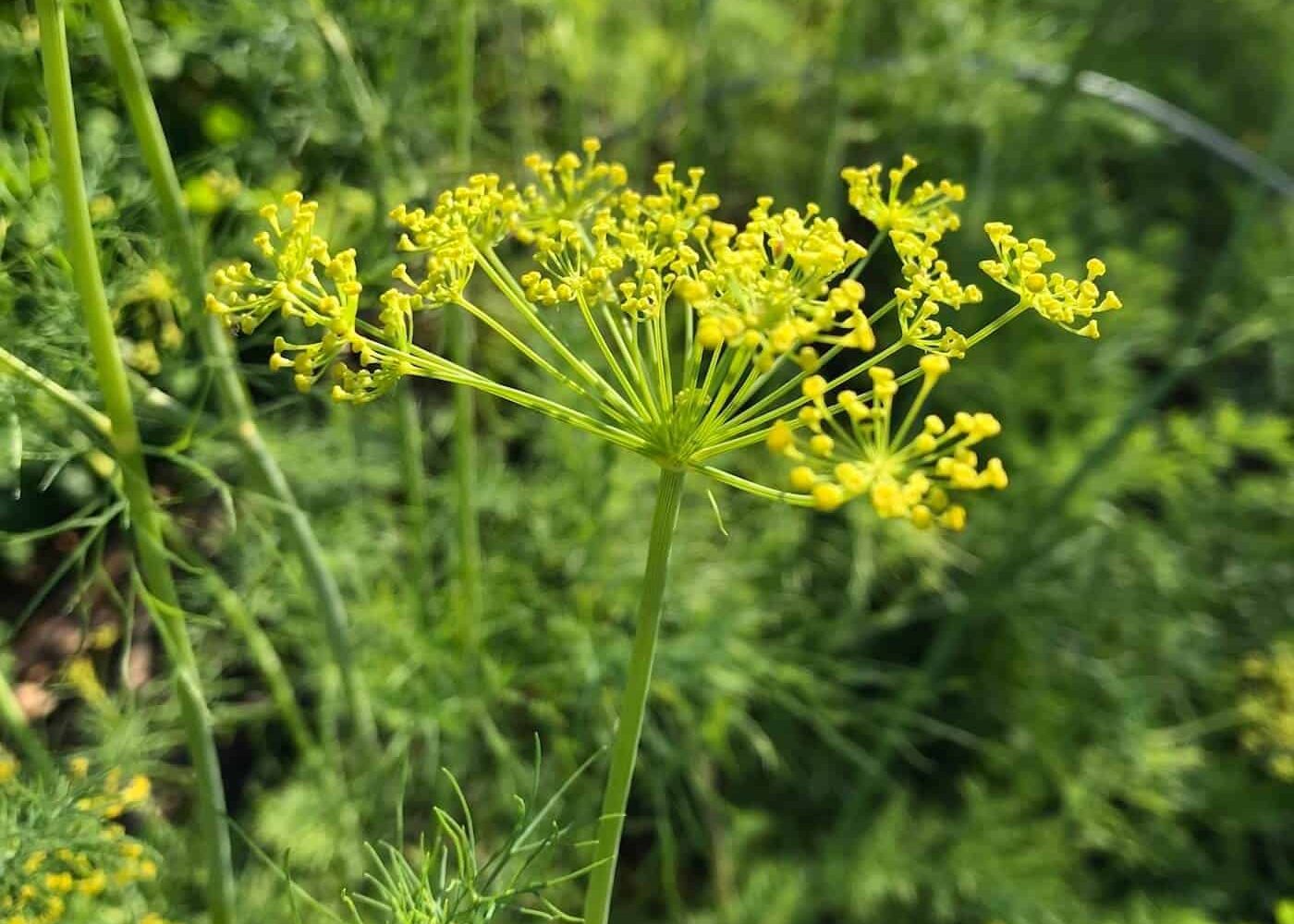 krondill Odling av krondill, närbild på gul krondillsblomma