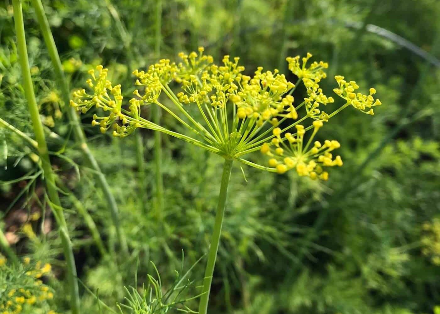 Odling av krondill, närbild på gul krondillsblomma