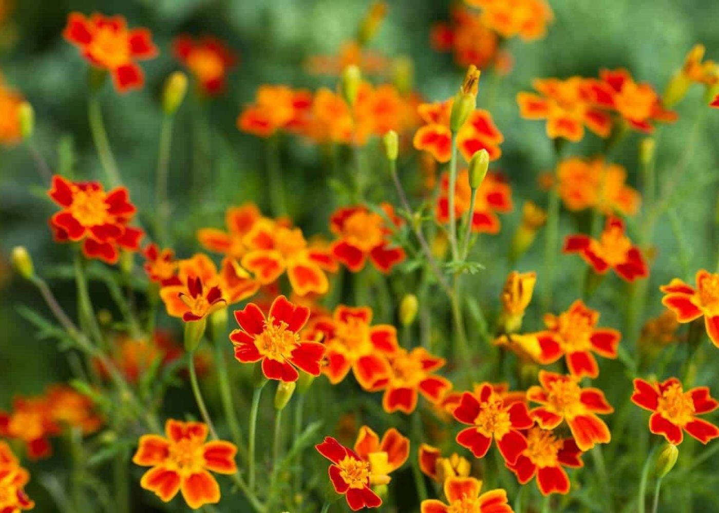 kryddtagetes Odling av kryddtagetes, närbild på gulröda kryddtagetes på stjälkar