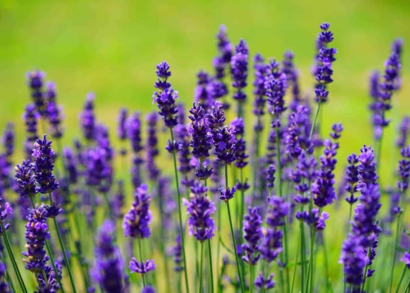 lavendel Odling av lavendel, lavendelstånd med stjälkar med lilablå lavendelblommor