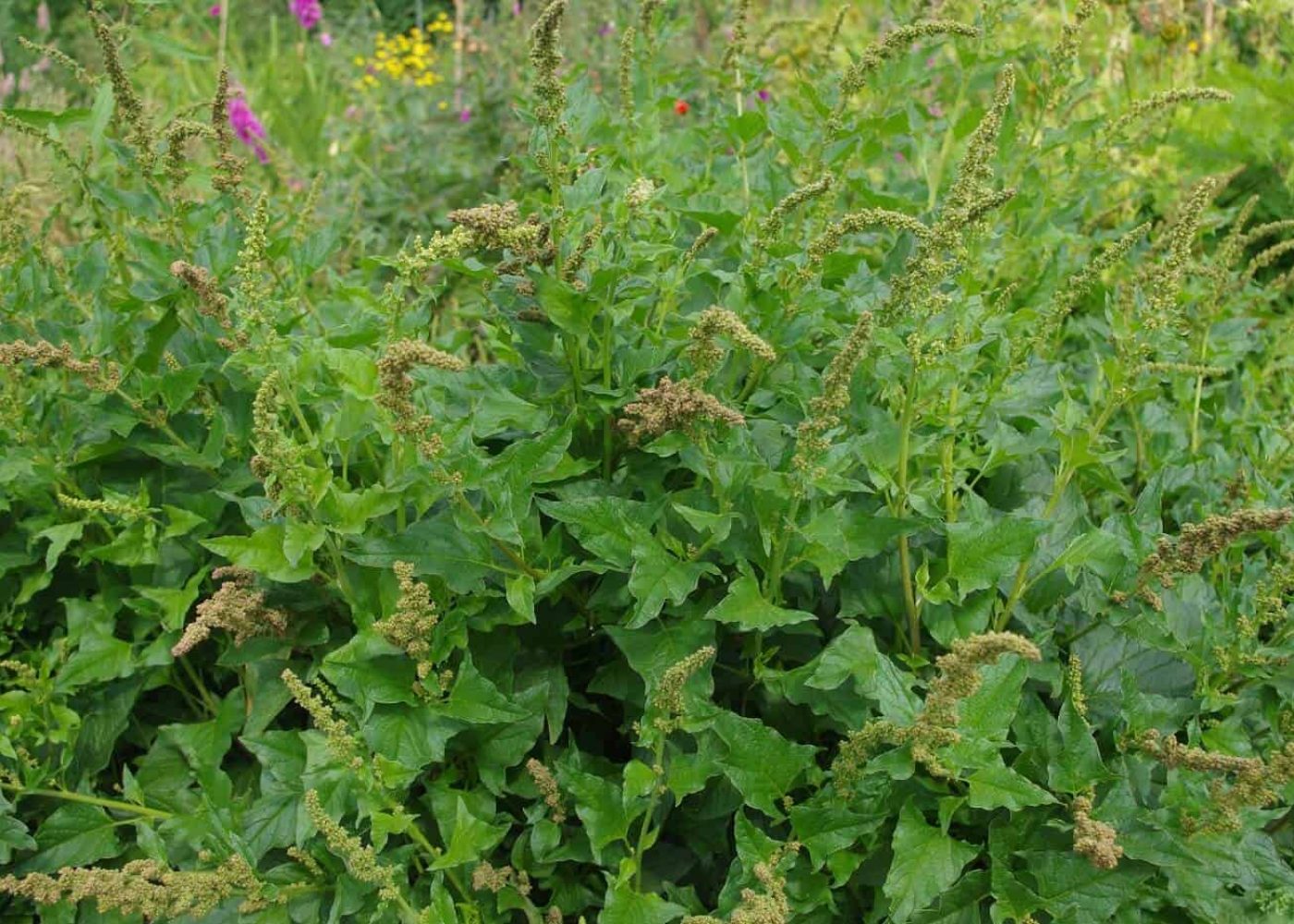 lungrot Odling av lungrot, tät grupp av lungrotsplantor med blomställningar
