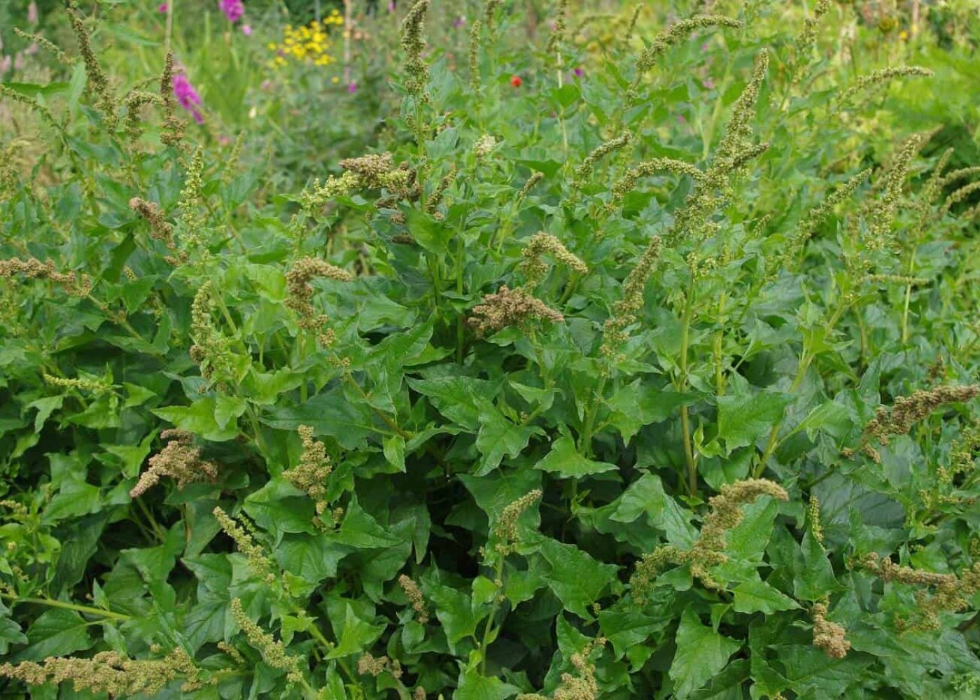 Odling av lungrot, tät grupp av lungrotsplantor med blomställningar