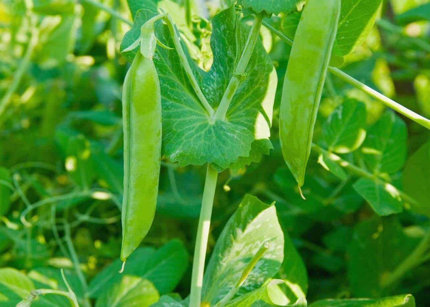 margart Odling av märgärt, närbild av märgärtsskidor på planta