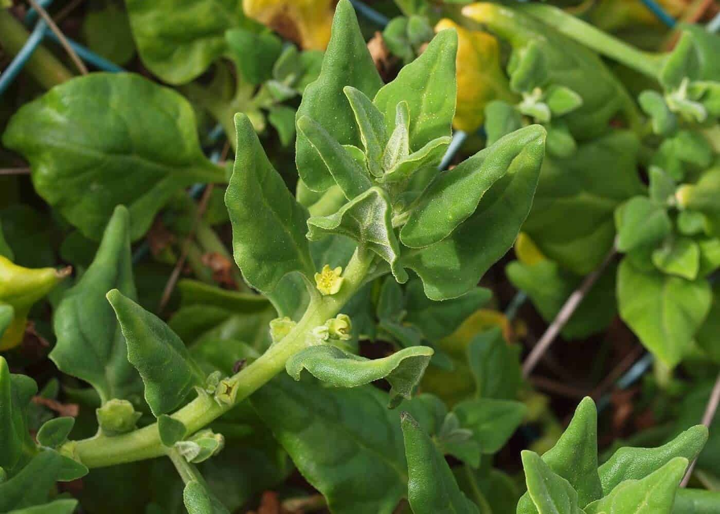 Odling av nyzeeländsk spenat, närbild på ett skott av nyzeeländsk spenat med gula små blommor