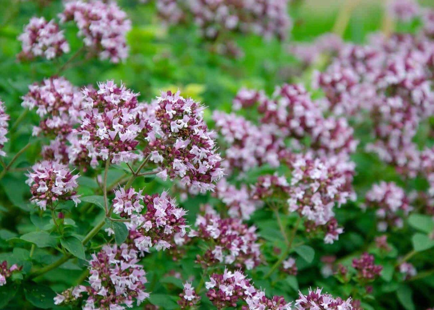 oregano Odling av oregano, närbild på oreganoblommor på gröna oreganoplantor