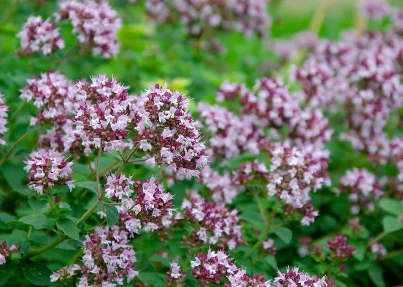 Odling av oregano, närbild på oreganoblommor på gröna oreganoplantor