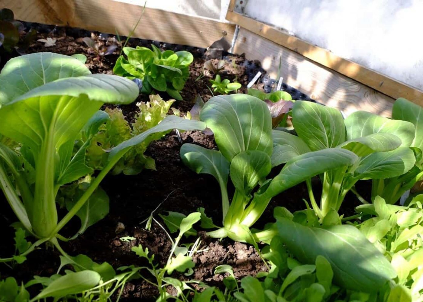 Odling av pak-choi, små pak-choi plantor i odlingslåda